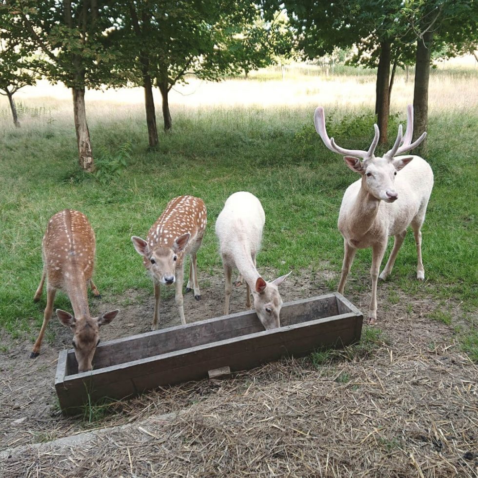 Die Stiftung Viktor Philippi Stiftung Gesundheit